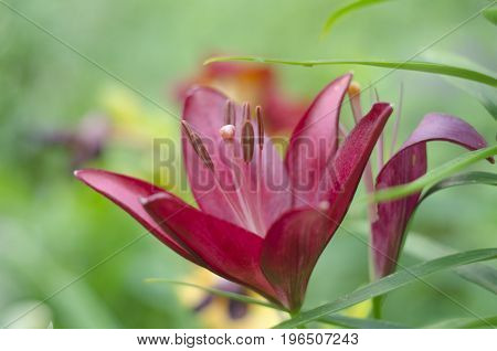 Bud of the Red lily on blurred background close up. Macro. Blooming red beauty flower.
