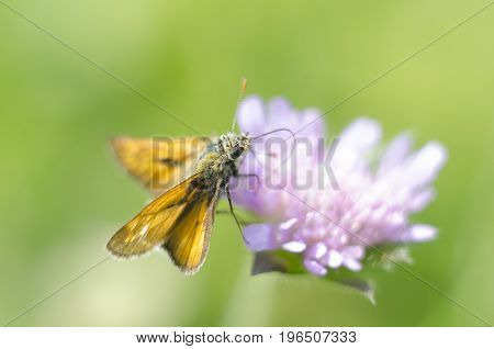 Knautia arvensis perennial. Dainty lilac pompom-like flowers bloom. Butterfly with orange wings feeds a flower pollen.