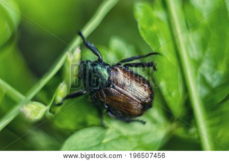 A glittering bug. Macro shot depicting a brown beetle on a green leaf. Carpathian flora and fauna.