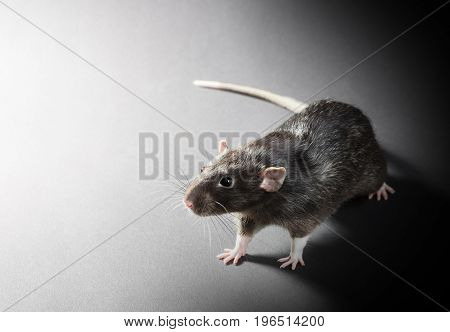 Animal gray rat close-up on a black background