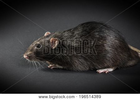 Animal gray rat close-up on a black background