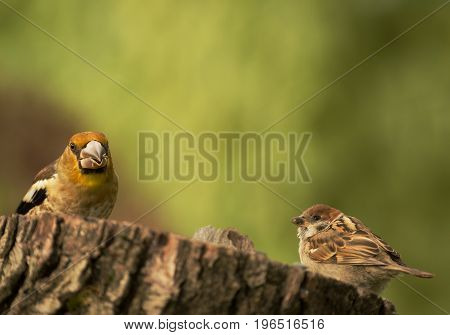 Young Hawfinch and Tree sparrow are sitting side by side on a truncated tree trunk. Summer in Poland.Horizontal view.