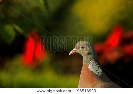 Portrait of Wood pigeon (Columba palumbus) in summer garden against a background of red flowers and greens on a sunny morning. Horizontal view.