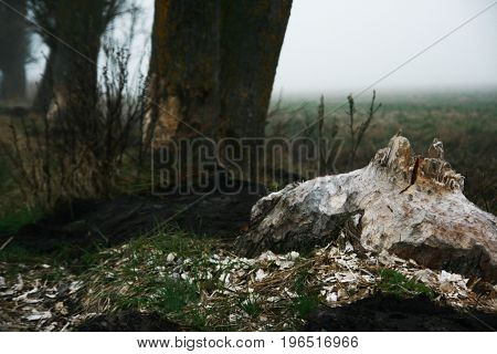 trees cut by beaver. Beaver dam. The dam constructed by a beaver. House of a beaver. A beaver in the wild nature.
