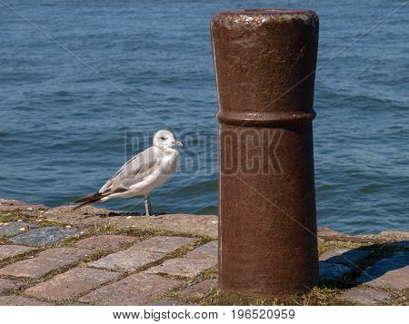 Seagull standing behind Ship pole in a harbor