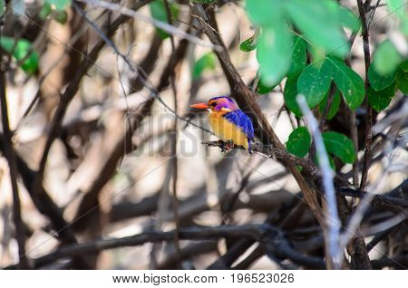 African pygmy kingfisher hiding inside a bush
