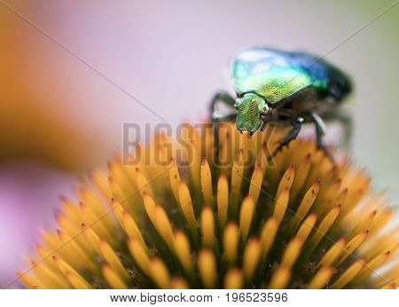 Shell of Bright green Chafer shines on orange flower of echinacea