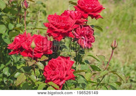 Abundantly blooming bush of scarlet roses in the Summer Garden after rain