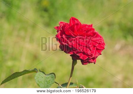 Abundantly blooming bush of scarlet roses in the Summer Garden after rain