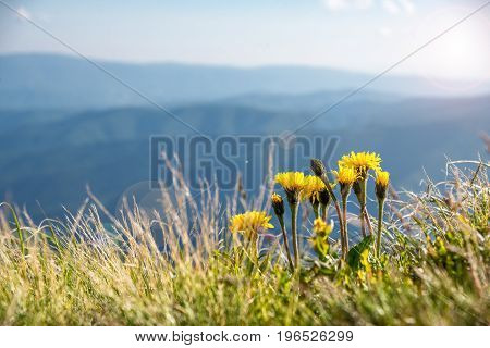 Flowers shown on the background of the mountains. carpathians. Ukraine
