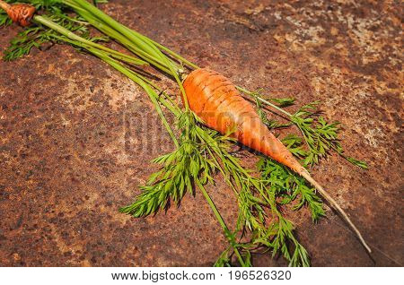 Fresh Organic Carrots on wooden background, rustical