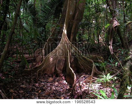 Tree roots in French Guyana rainforest, south america.