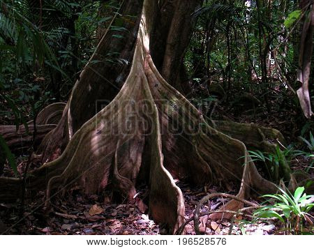 Tree roots in French Guyana rainforest, south america.