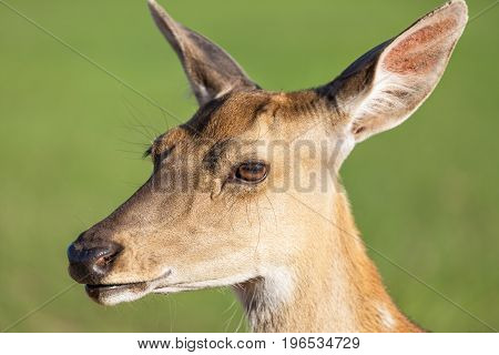 Close up deer portrait with green blurry background.