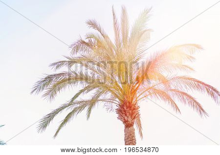 Palm trees against blue sky at tropical coast. Holiday travel background. Light effect. Journey destination concept. Retro vintage toned and film stylized.