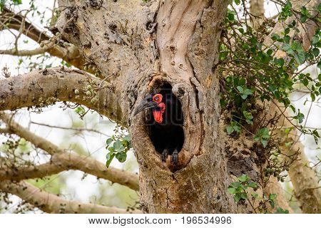 ground Hornbill looking out from its nest hole