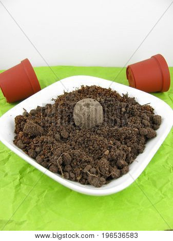 Seed balls with fresh potting soil in a bowl