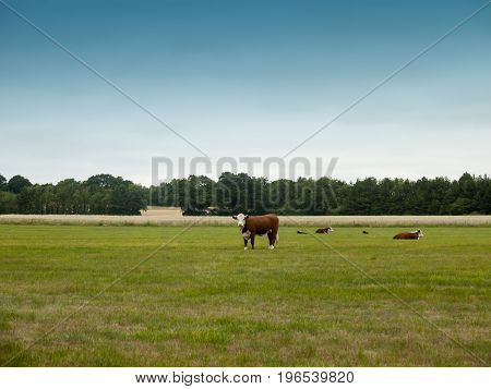 Cows Grazing In A Country Farm Field