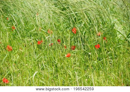 Bright red poppy flowers on the edge of a field surrounded by grass.