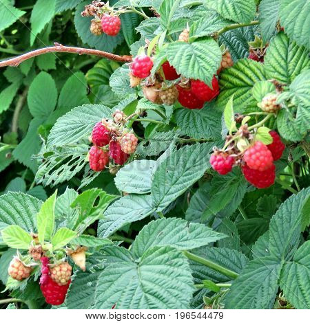 The raspberry bush on field in Markham Canada July 22 2017