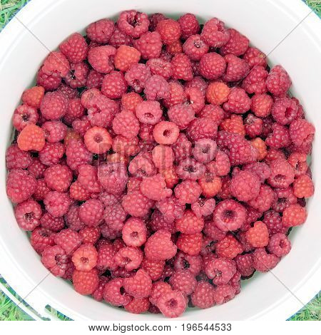 Raspberry in the bucket on field in Markham Canada July 22 2017