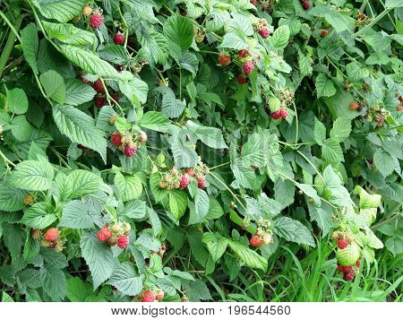 Raspberry bushs on field in Markham Canada July 22 2017