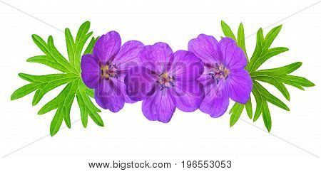 Decorative Detail Of Purple Bloody Crane's-bill Geranium Flower With Green Leaves Is Isolated On Whi