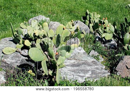 Prickly Pear cactus plant (Opuntia Cactus) with fruit, growing among large rocks.