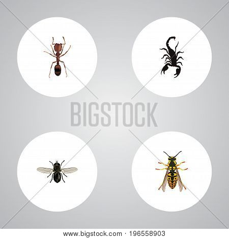Realistic Poisonous, Bee, Emmet And Other Vector Elements