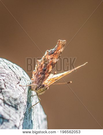Butterfly Polygonia calbum is sunbathing on a grey background