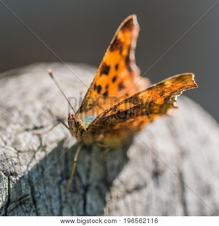 A Beautiful Butterfly Polygonia calbum is sunbathing