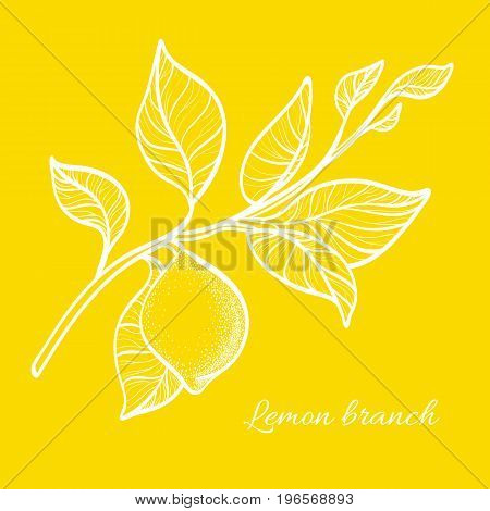 Branch of lemon tree with leaves and natural fruit. Botanical contour drawing. Vector illustration isolated on yellow background eps.10