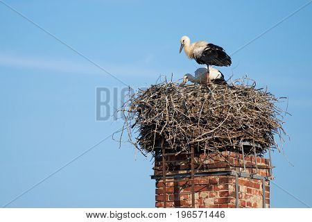 Stork nest above the roofs of the village Biederitz near Magdeburg