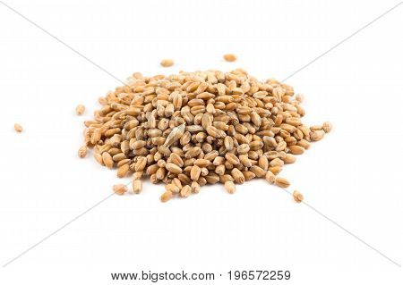 Wheat Grain On White