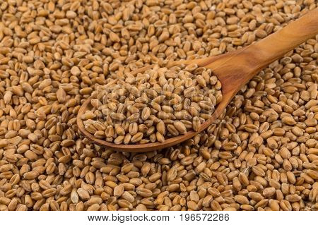 Wheat Grain On White