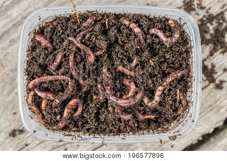 Red worms Dendrobena in a box in manure earthworm live bait for fishing.