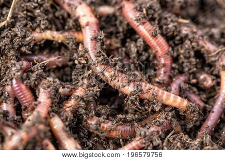 Macro shot of red worms Dendrobena in manure earthworm live bait for fishing