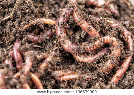Macro shot of red worms Dendrobena in manure earthworm live bait for fishing