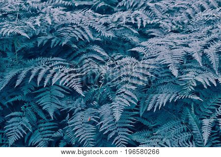 Green leaves of the fern against the background of the summer landscape.