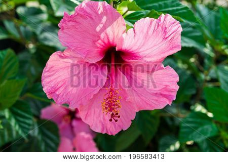 Beautiful delicate blooming pink hibiscus flower on bush green leaves sunlight close up texture wallpaper
