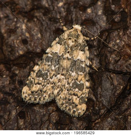 Marbled beauty (Bryophila domestica) at rest on bark. British moth in the family Noctuidae attracted to light in Bath Somerset UK