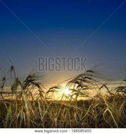 Close up of wheat blowing in the breeze as the sun sets