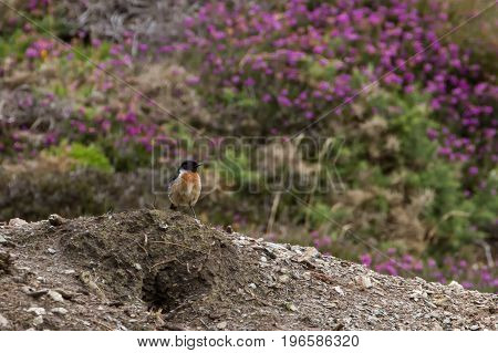 Beautiful Stonechat Bird (saxicola Torquata) Perched Near Coast
