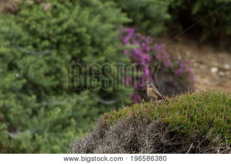 Beautiful Stonechat Bird (saxicola Torquata) Perched Near Coast