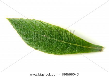 leaf of loquat or Eriobotrya japonica isolated on white background.