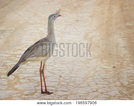 The seriemas are the sole living members of the small bird family Cariamidae which is also the only surviving lineage of the order Cariamae.