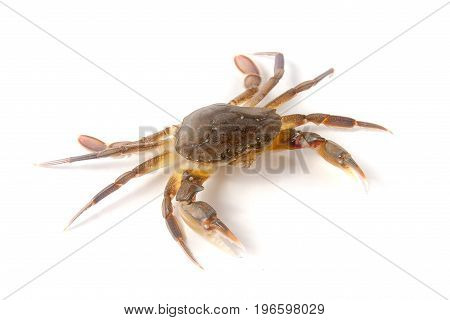 edible alive crab isolated on a white background.