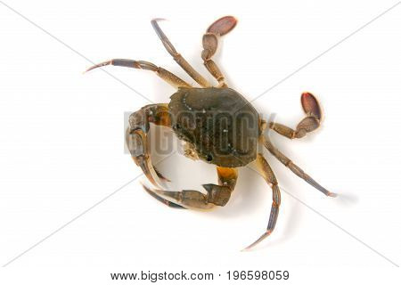 edible alive crab isolated on a white background.