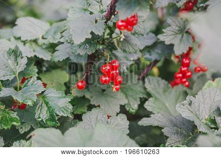 Red Currant. Currant On A Bush.