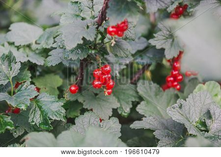Red Currant. Currant On A Bush.